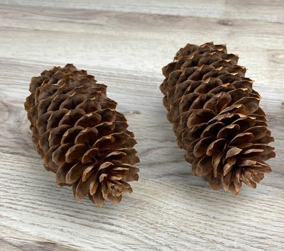 Kuusen käpy 3kpl