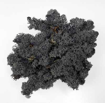Luonnon jäkälä 130g, tumman harmaa
