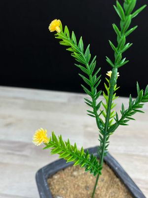 Koristeoksa