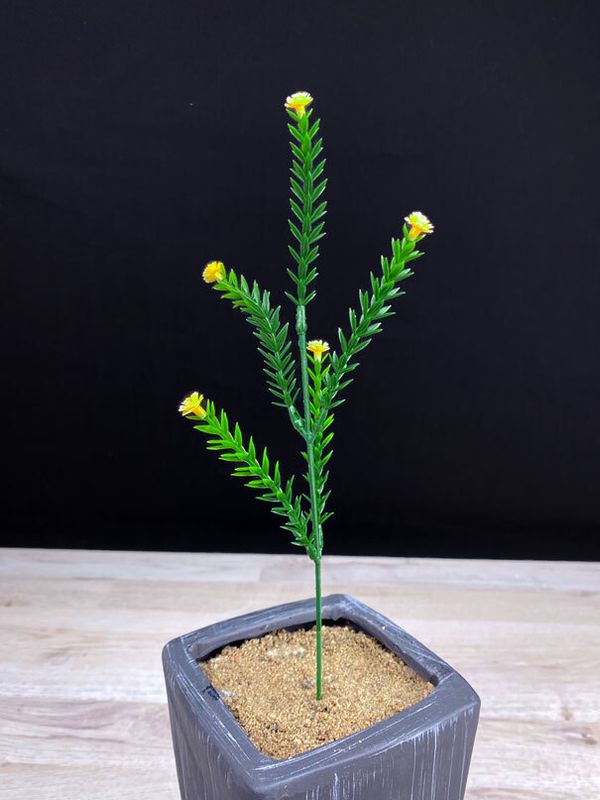 Koristeoksa