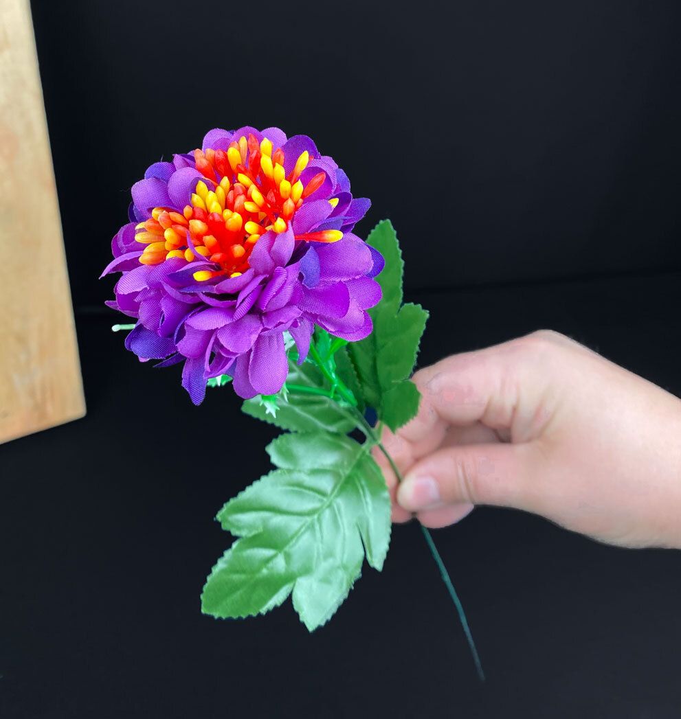 Violetti krysanteemi kestokukka