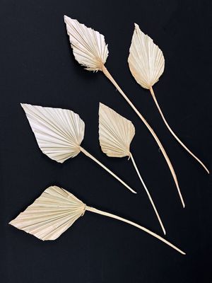 Kuivattu palmunlehti