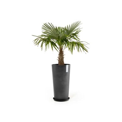 Kukkaruukku Amsterdam keskikorkea 66cm tummanharmaa
