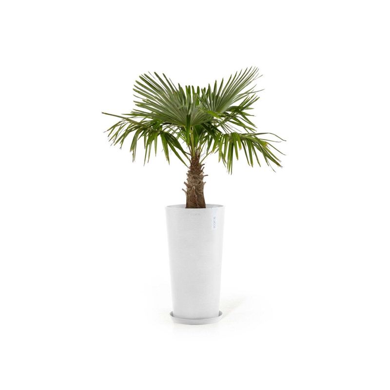 Kukkaruukku Amsterdam keskikorkea 66cm valkoinen