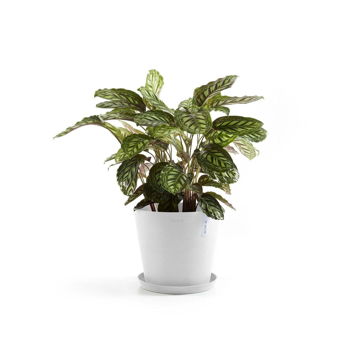 Kukkaruukku Amsterdam 30cm valkoinen