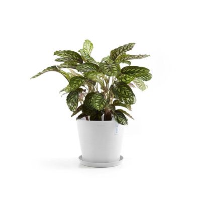 Kukkaruukku Amsterdam 30cm valkoinen