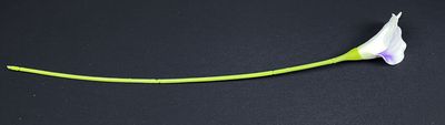 Kalla tekokukka, valkoinen/violetti