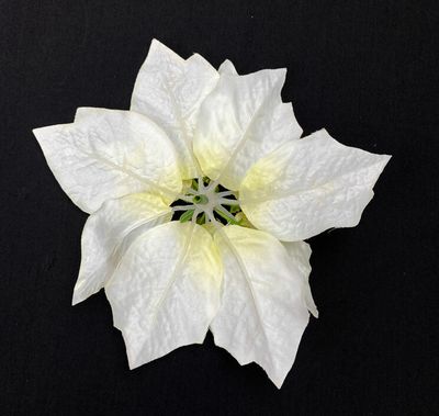 Joulutähti kestokukkapää, kerma