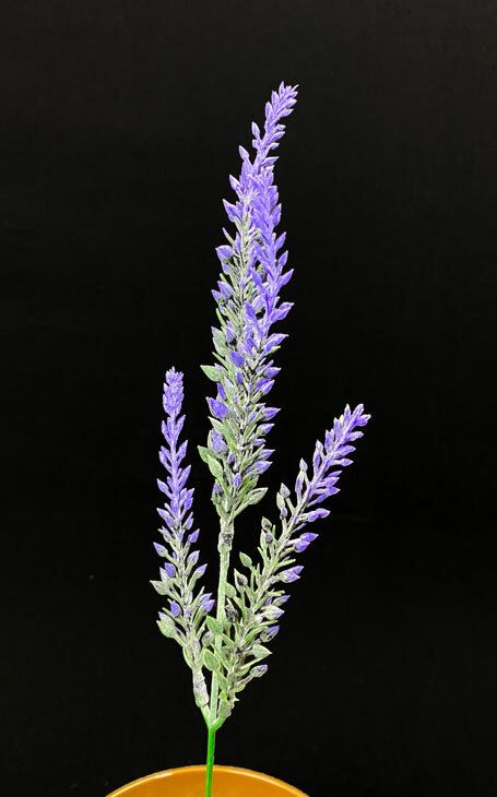 Kanerva teko-oksa, violetit kukinnot