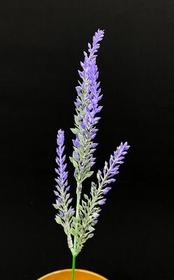 Kanerva teko-oksa, violetit kukinnot
