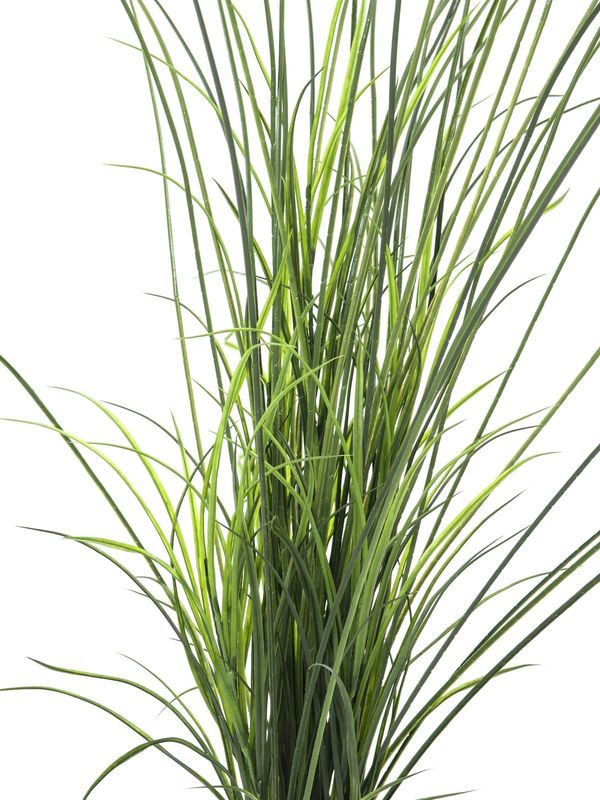 Kaunis koristeheinä ruukussa 145cm