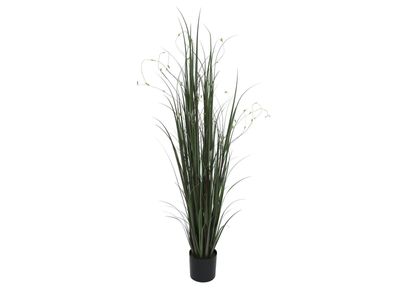 Kaunis tumma koristeheinä ruukussa 180cm