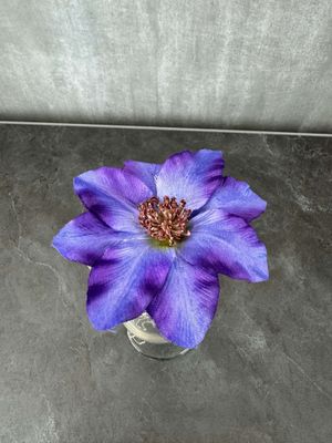 Kestokukkapää kärhö, violetti/laventeli