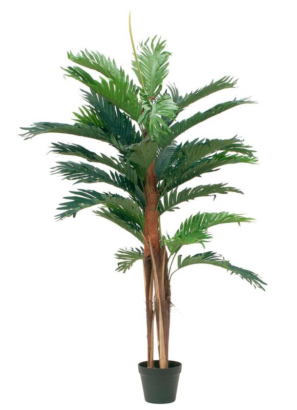 Kentia -tekopalmu 120cm