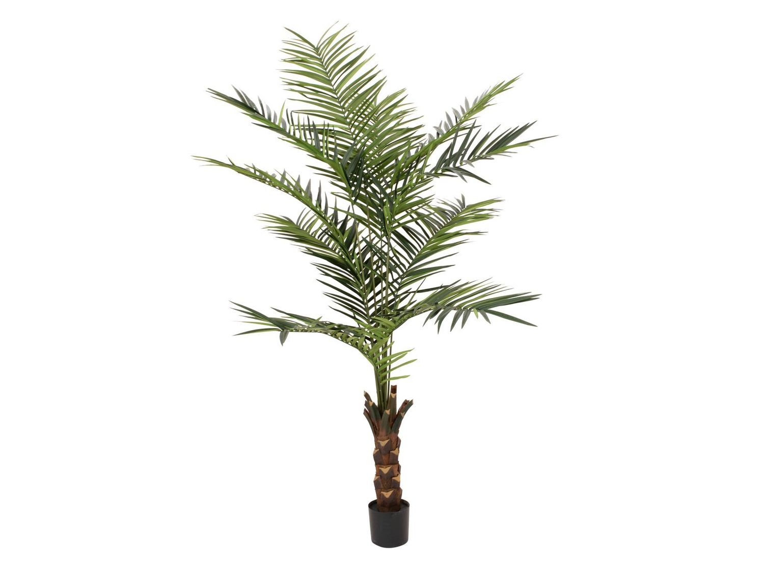 Kentia -tekopalmu 240cm