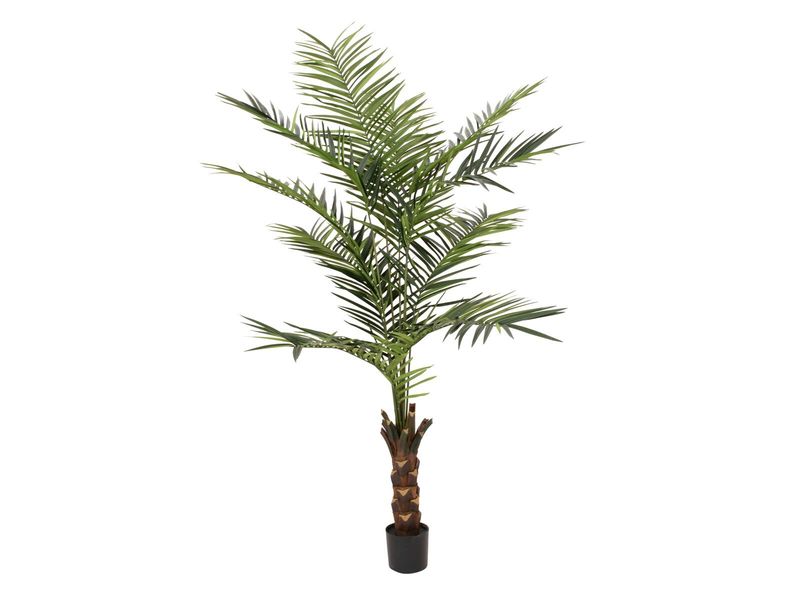 Kentia -tekopalmu 240cm