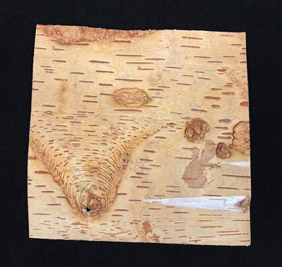Koivun kuori, 15x15cm