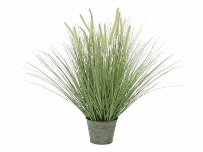 Koristeheinäkasvi ruukussa 70cm