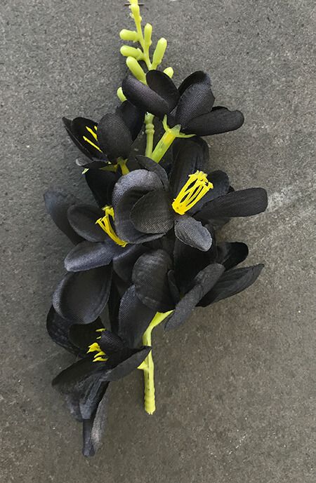 Freesia tekokukkapää, musta