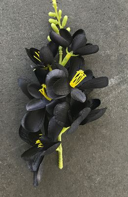 Freesia tekokukkapää, musta