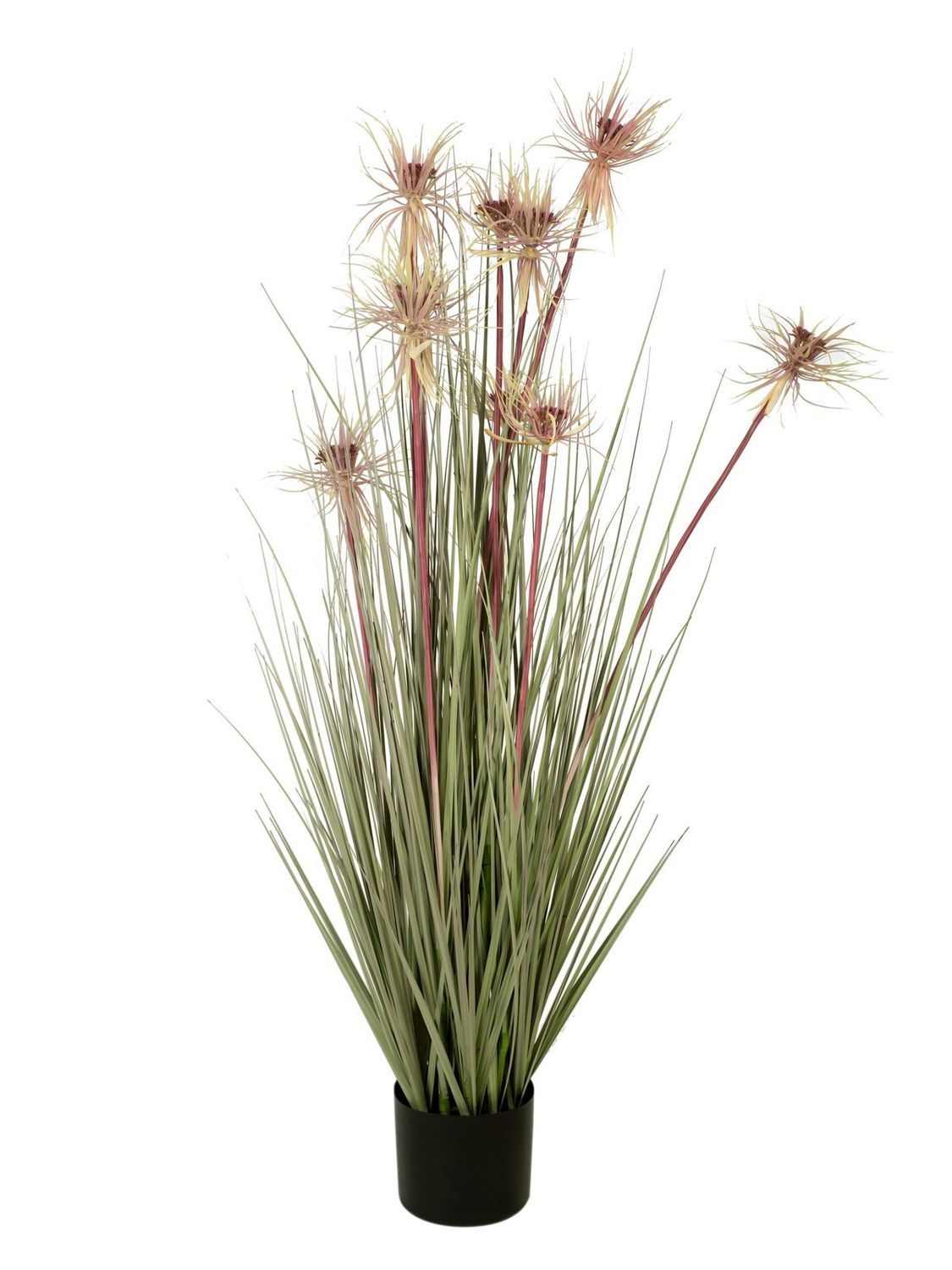 Koristeheinä ruukussa 120cm