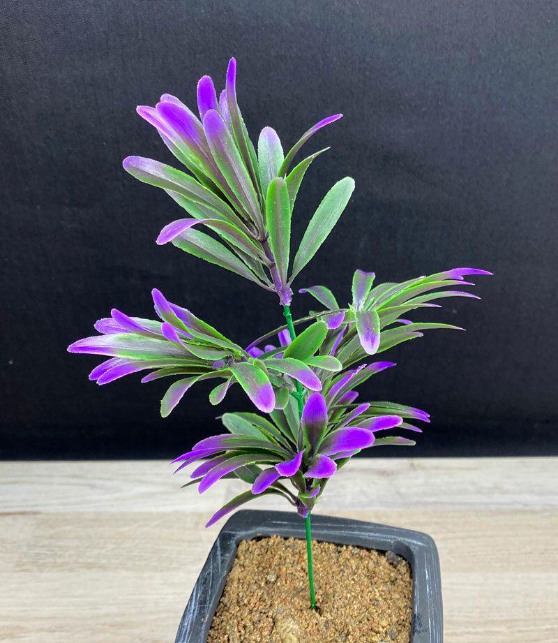 Koristeheinä, vihreä/violetti