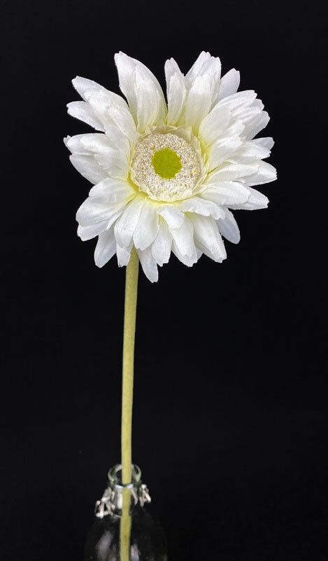 Gerbera tekokukka, kerma