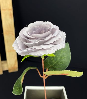 Harmaa ruusu kestokukka