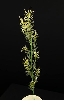 Hienohelma teko-oksa