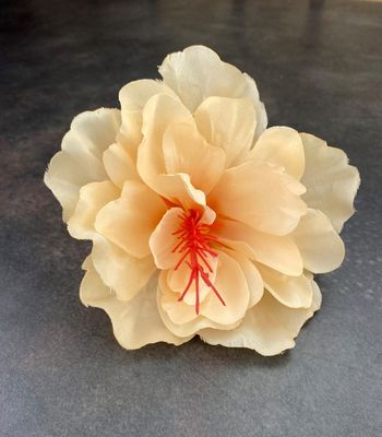 Hibiskus silkkikukkapää, persikka