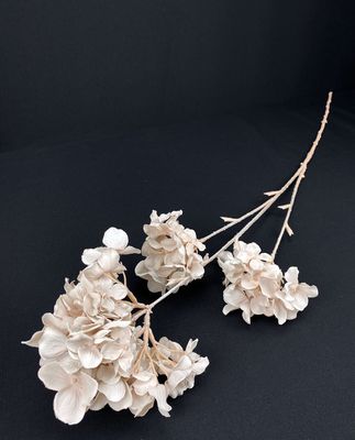 Hortensia tekokukka nude
