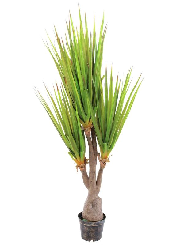 Agave tekokasvi ruukussa 185cm