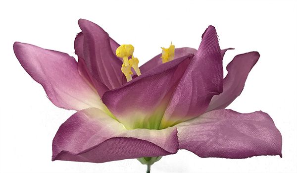 Amaryllis tekokukkapää, vihreä/violetti