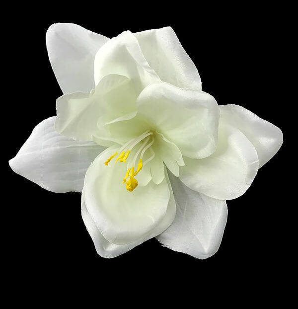 Amaryllis kestokukkapää