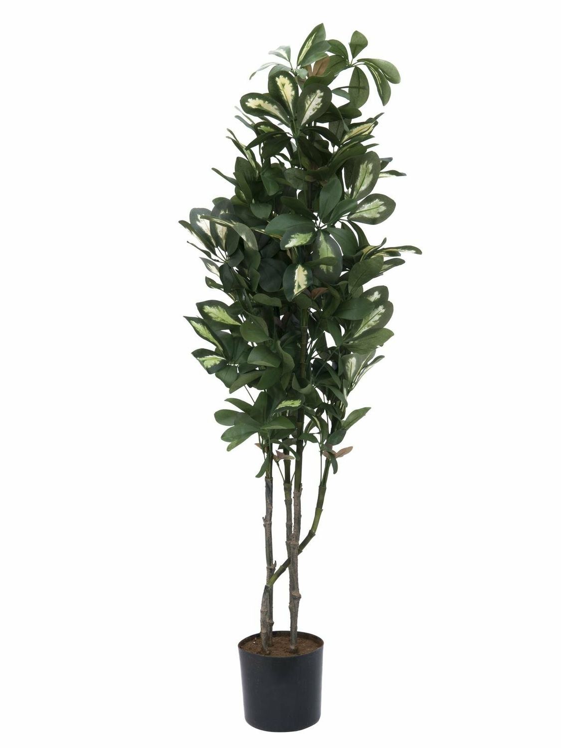 Aralia tekokasvi ruukussa 120cm