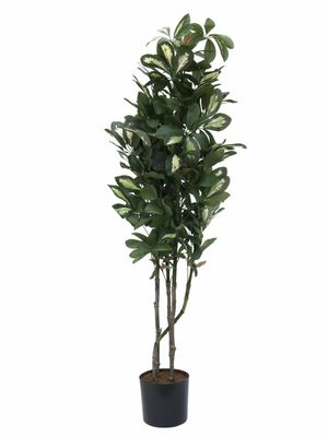 Aralia tekokasvi ruukussa 120cm
