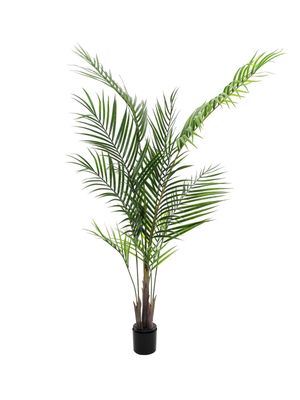 Areca tekopalmu 165cm