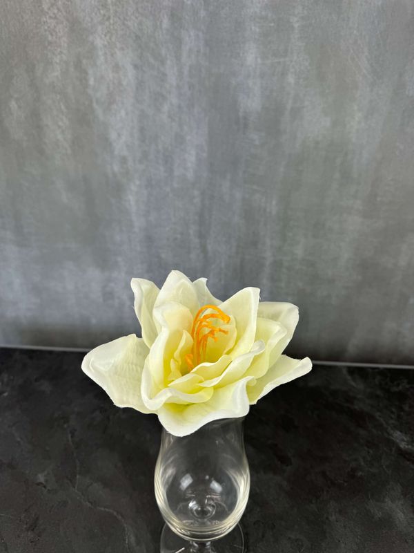 Amaryllis tekokukka