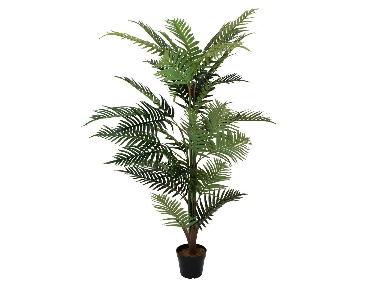 Areca tekopalmu 150cm