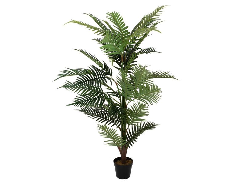 Areca tekopalmu 150cm