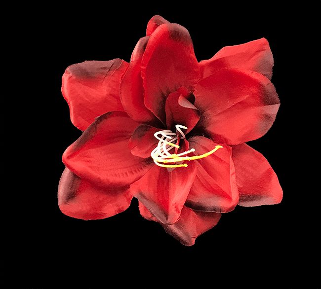 Amaryllis tekokukka kukkapää