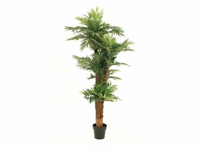 Areca tekopalmu 170cm