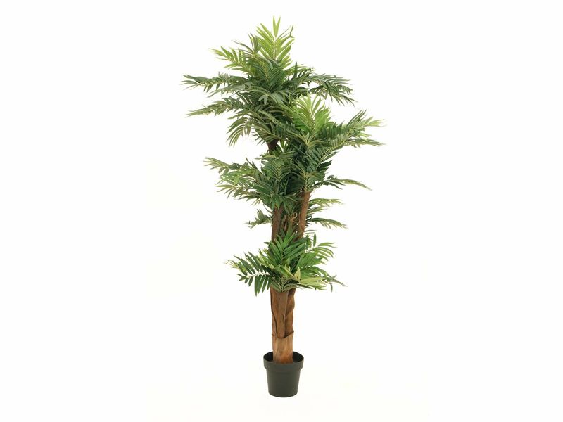Areca tekopalmu 170cm