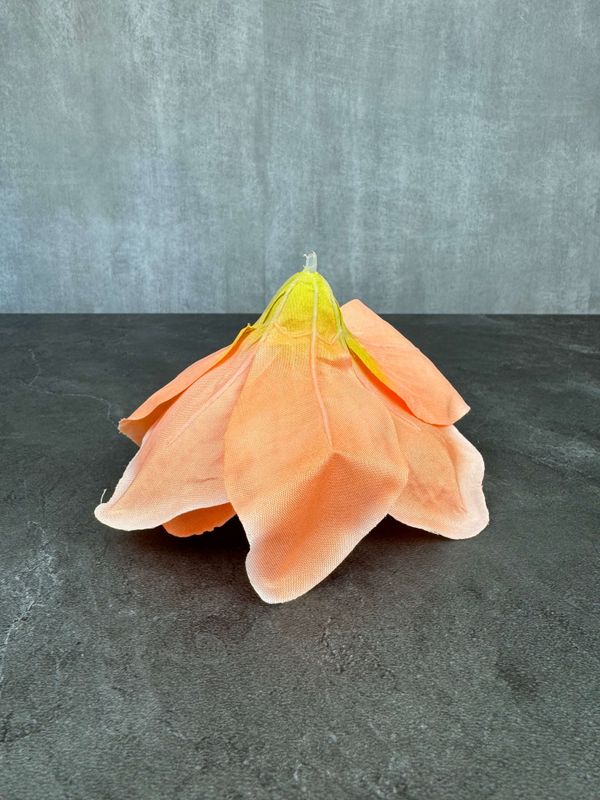 Amaryllis kestokukkapää, aprikoosi