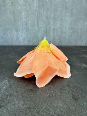 Amaryllis kestokukkapää, aprikoosi