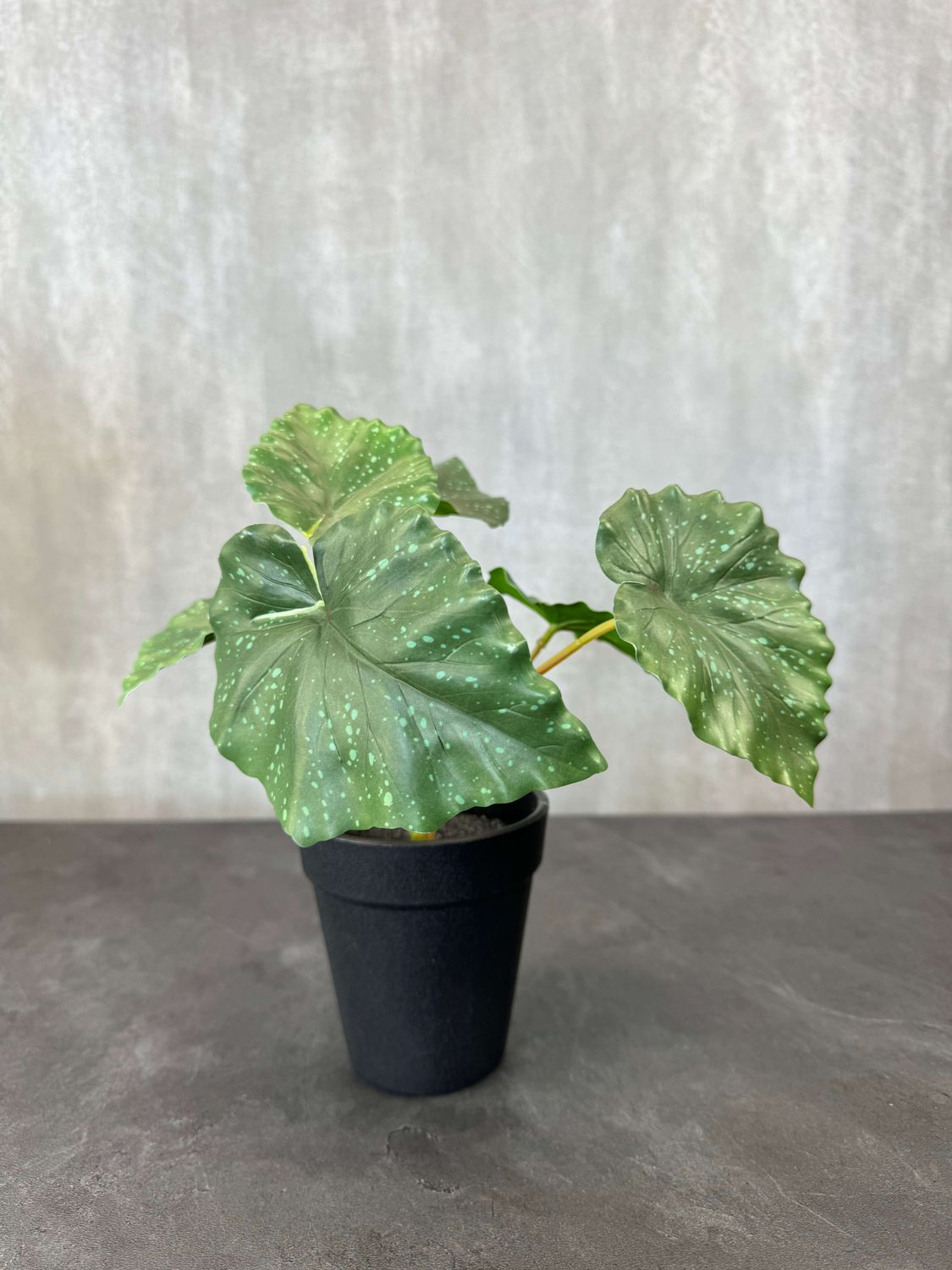 Begonia tekokasvi ruukussa