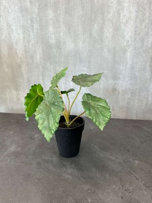 Begonia tekokasvi ruukussa