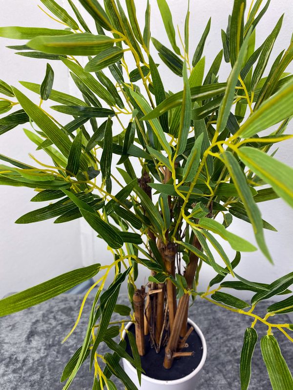 Bambu tekokasvi - 90cm ruukussa