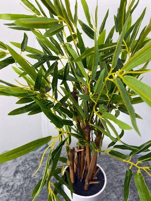 Bambu tekokasvi - 90cm ruukussa