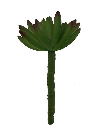 Crassula tekomehikasvi
